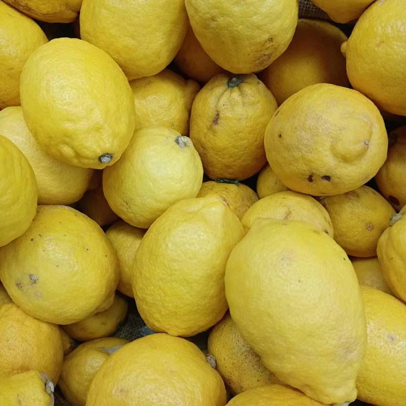 Live Lemon Tree, Ponderosa Lemon Tree Live Plant, Outdoor Lemon Tree, Large Lemon Tree Potted 2 To 3 Feet Tall No Ship To CA