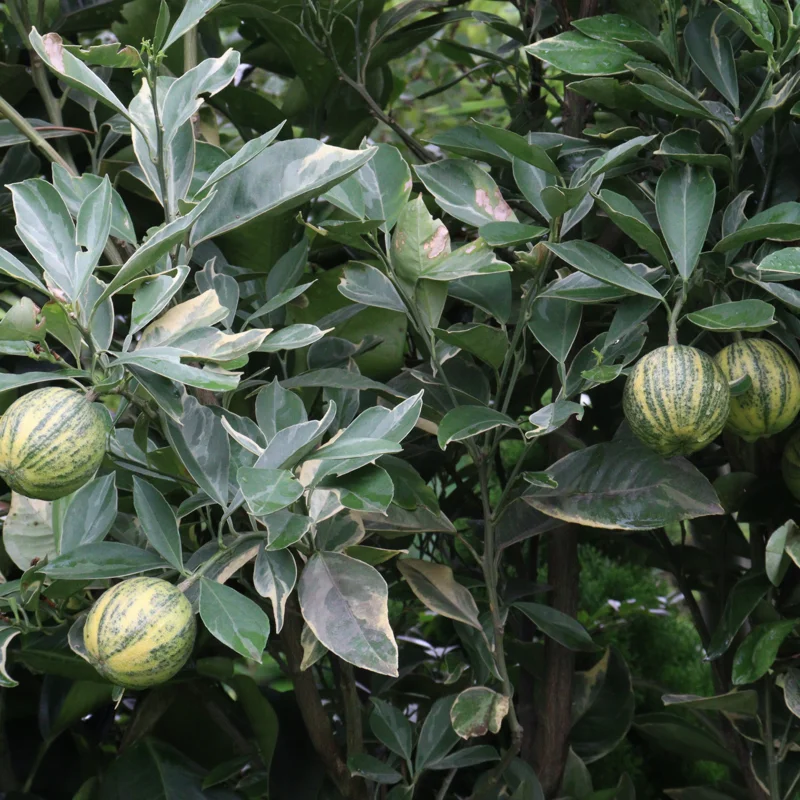 Lemon Tree, Varigated Pink Lemon Tree, Grafted Lemon Tree Live From 3 Feet Tall Live In Pot No Ship To CA