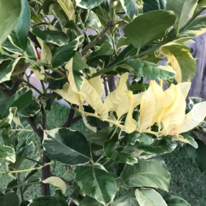 Lemon Tree, Varigated Pink Lemon Tree, Grafted Lemon Tree Live From 3 Feet Tall Live In Pot No Ship To CA