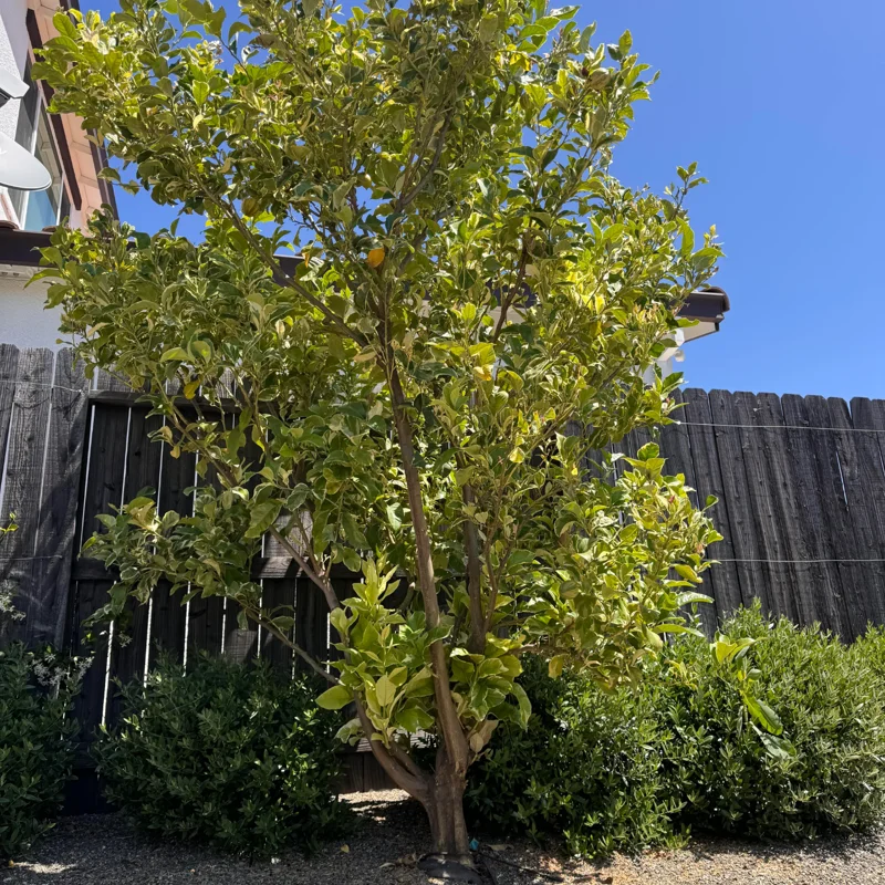 Lemon Tree, Varigated Pink Lemon Tree, Grafted Lemon Tree Live From 3 Feet Tall Live In Pot No Ship To CA