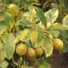 Lemon Tree, Varigated Pink Lemon Tree, Grafted Lemon Tree Live From 3 Feet Tall Live In Pot No Ship To CA