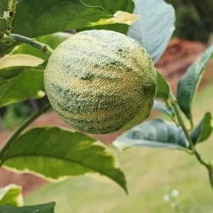 Lemon Tree, Varigated Pink Lemon Tree, Grafted Lemon Tree Live From 3 Feet Tall Live In Pot No Ship To CA