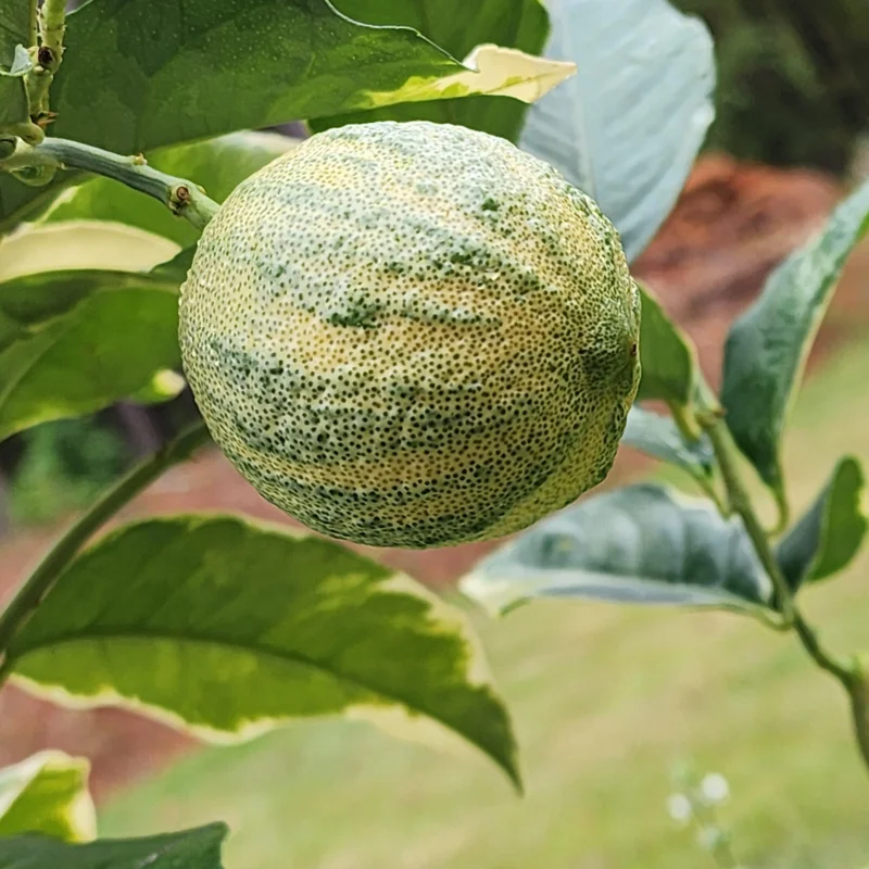 Lemon Tree, Varigated Pink Lemon Tree, Grafted Lemon Tree Live From 3 Feet Tall Live In Pot No Ship To CA