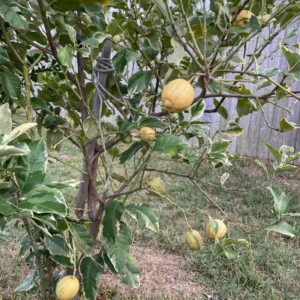 Lemon Tree, Varigated Pink Lemon Tree, Grafted Lemon Tree Live From 3 Feet Tall Live In Pot No Ship To CA