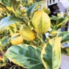Varigated Pink Lemon Tree, Live Lemon Tree 3 Feet Tall, Lemon Live Plant Grafted In Pot No Ship To CA