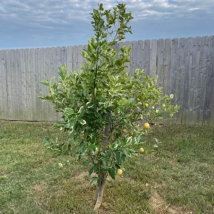 Varigated Pink Lemon Tree, Live Lemon Tree 3 Feet Tall, Lemon Live Plant Grafted In Pot No Ship To CA