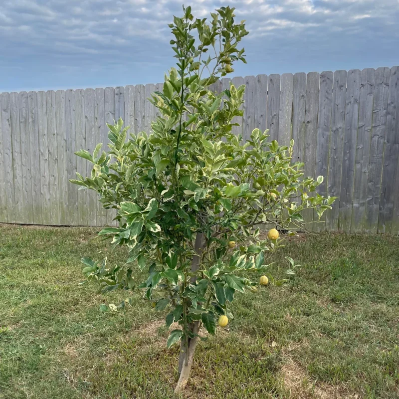 Varigated Pink Lemon Tree, Live Lemon Tree 3 Feet Tall, Lemon Live Plant Grafted In Pot No Ship To CA