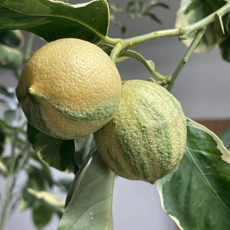 Varigated Pink Lemon Tree, Live Lemon Tree 3 Feet Tall, Lemon Live Plant Grafted In Pot No Ship To CA
