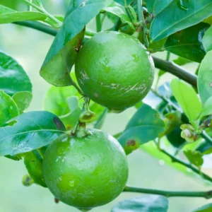 Lime Tree Live Plant, Persian Lime Tree, Grafted Fruit Tree From 3 Feet Tall, Planting Outdoor No Ship To CA