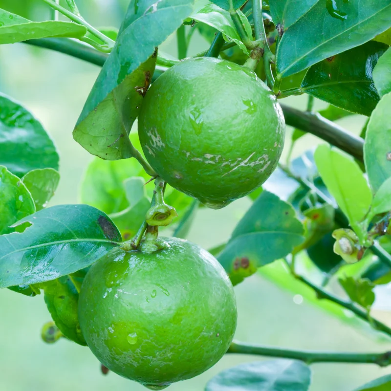 Lime Tree Live Plant, Persian Lime Tree, Grafted Fruit Tree From 3 Feet Tall, Planting Outdoor No Ship To CA