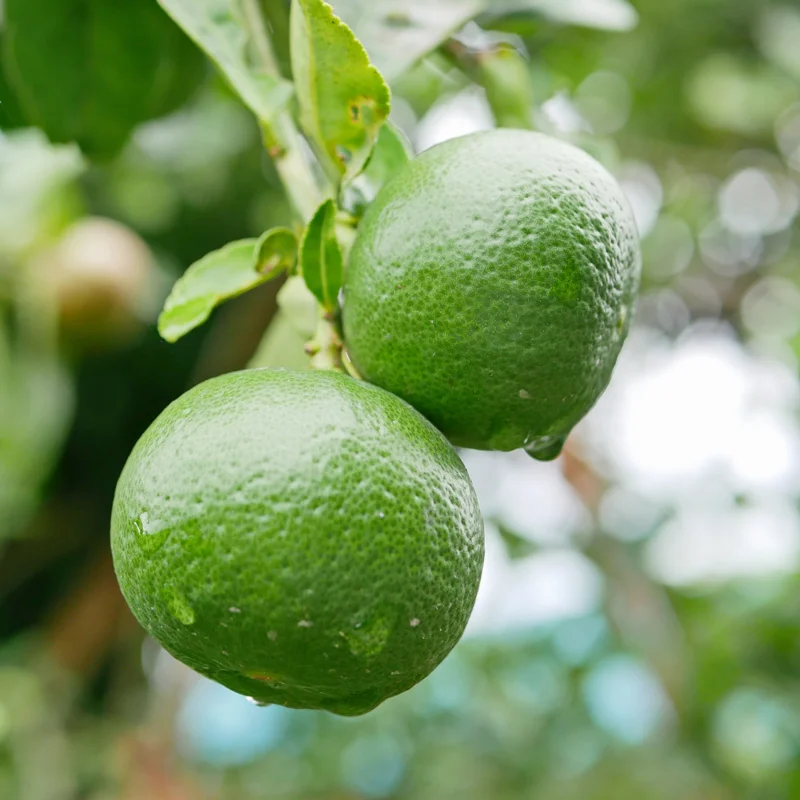 Lime Tree Live Plant, Persian Lime Tree, Grafted Fruit Tree From 3 Feet Tall, Planting Outdoor No Ship To CA