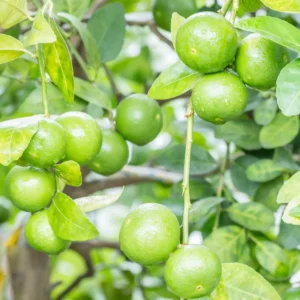 Lime Tree Live Plant, Persian Lime Tree, Grafted Fruit Tree From 3 Feet Tall, Planting Outdoor No Ship To CA