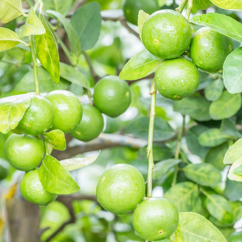 Lime Tree Live Plant, Persian Lime Tree, Grafted Fruit Tree From 3 Feet Tall, Planting Outdoor No Ship To CA