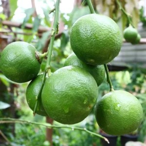 Lime Tree Live Plant, Persian Lime Tree, Grafted Fruit Tree From 3 Feet Tall, Planting Outdoor No Ship To CA