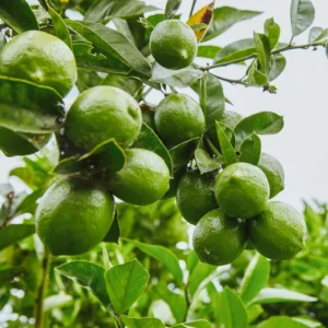 Lime Tree Live Plant, Persian Lime Tree, Grafted Fruit Tree From 3 Feet Tall, Planting Outdoor No Ship To CA