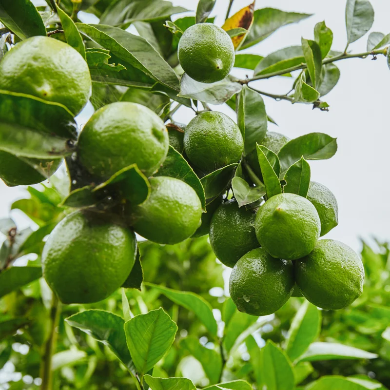 Lime Tree Live Plant, Persian Lime Tree, Grafted Fruit Tree From 3 Feet Tall, Planting Outdoor No Ship To CA