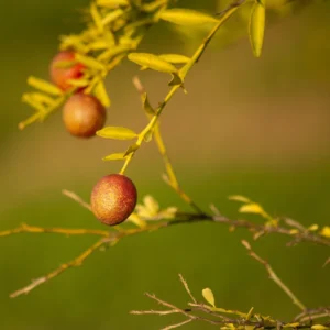 Lime Tree, Red Lime Fruit Tree, Red Lemon Tree, Rare Lemon Tree 2 Feet Height Potted No Ship To CA