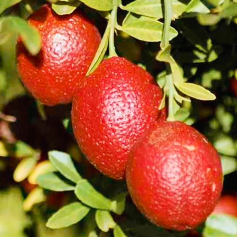 Lime Tree, Red Lime Fruit Tree, Red Lemon Tree, Rare Lemon Tree 2 Feet Height Potted No Ship To CA