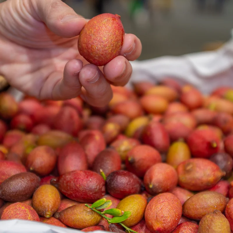 Lime Tree, Red Lime Fruit Tree, Red Lemon Tree, Rare Lemon Tree 2 Feet Height Potted No Ship To CA