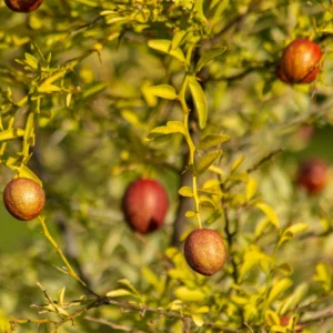Red Lime Lemon Tree, Red Lime Plant, Lemon Tree Live Plant From 2 Feet Tall Live In Pot For Planting No Ship To CA