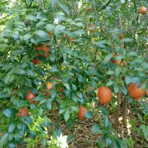 Red Lime Lemon Tree, Red Lime Plant, Lemon Tree Live Plant From 2 Feet Tall Live In Pot For Planting No Ship To CA