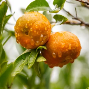 Satsuma Mandarin Tree 2 Feet Height, Satsumas Plant, Satsuma Orange Tree Potted No Ship To CA