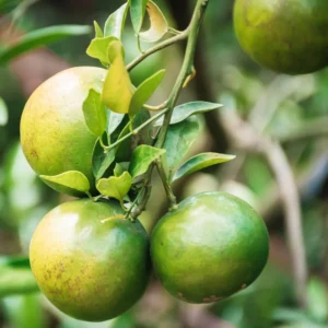 Satsuma Mandarin Tree 2 Feet Height, Satsumas Plant, Satsuma Orange Tree Potted No Ship To CA