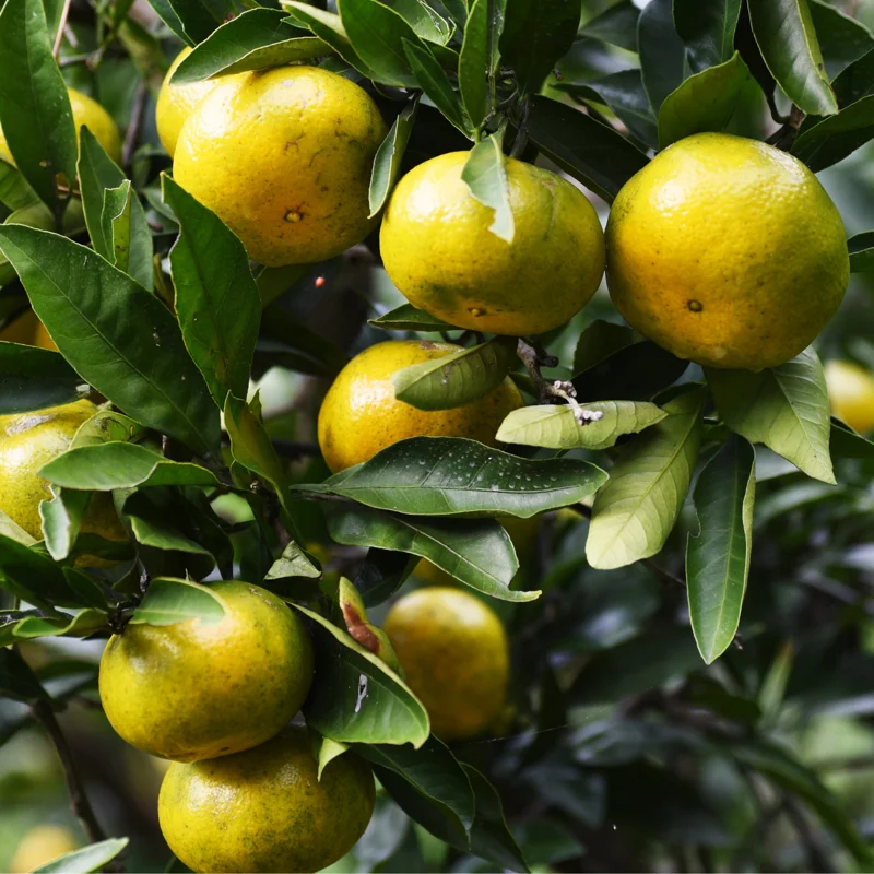 Satsuma Mandarin Tree 2 Feet Height, Satsumas Plant, Satsuma Orange Tree Potted No Ship To CA