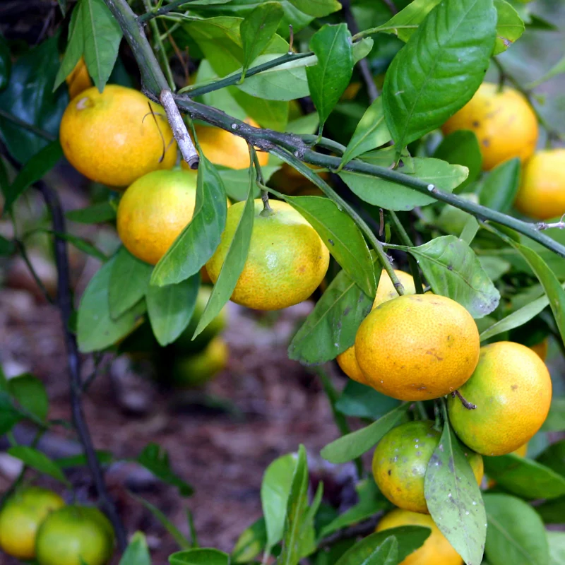Satsuma Mandarin Tree 2 Feet Height, Satsumas Plant, Satsuma Orange Tree Potted No Ship To CA