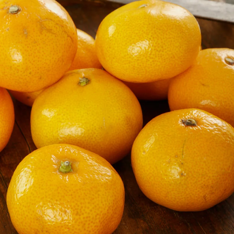 Satsuma Mandarin Tree 2 Feet Height, Satsumas Plant, Satsuma Orange Tree Potted No Ship To CA