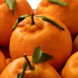 Ponkan Mandarin Tree Live In Pot, Mandarin Plant Live 3 Feet Tall, Tangerine Tree, Outdoor Fruit Tree No Ship To CA