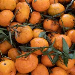 Ponkan Mandarin Tree Live In Pot, Mandarin Plant Live 3 Feet Tall, Tangerine Tree, Outdoor Fruit Tree No Ship To CA