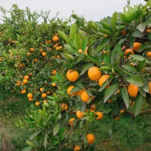 Ponkan Mandarin Tree Live In Pot, Mandarin Plant Live 3 Feet Tall, Tangerine Tree, Outdoor Fruit Tree No Ship To CA