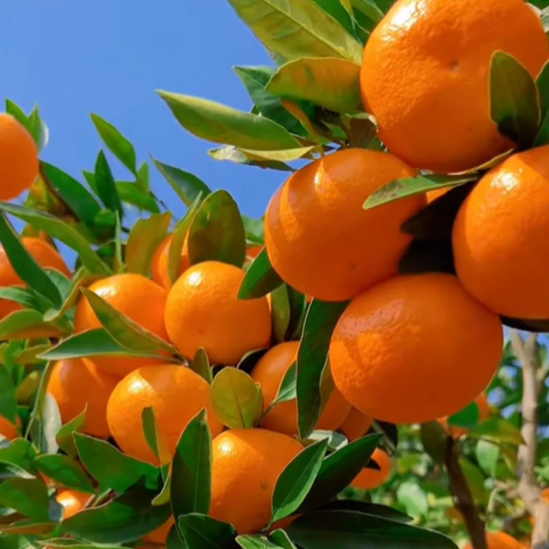 Mandarin Tree Plant Live, Ponkan Mandarin Tree 3 Feet Height, Live Tangerine Tree, Tangerine Plant No Ship To CA