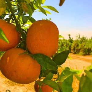 Mandarin Tree Plant Live, Ponkan Mandarin Tree 3 Feet Height, Live Tangerine Tree, Tangerine Plant No Ship To CA
