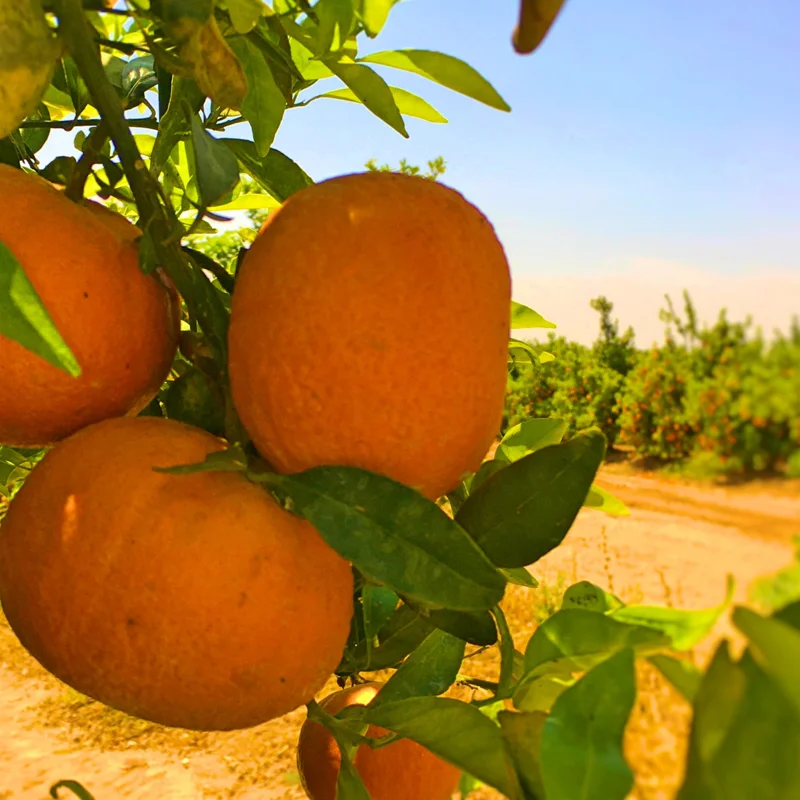 Mandarin Tree Plant Live, Ponkan Mandarin Tree 3 Feet Height, Live Tangerine Tree, Tangerine Plant No Ship To CA