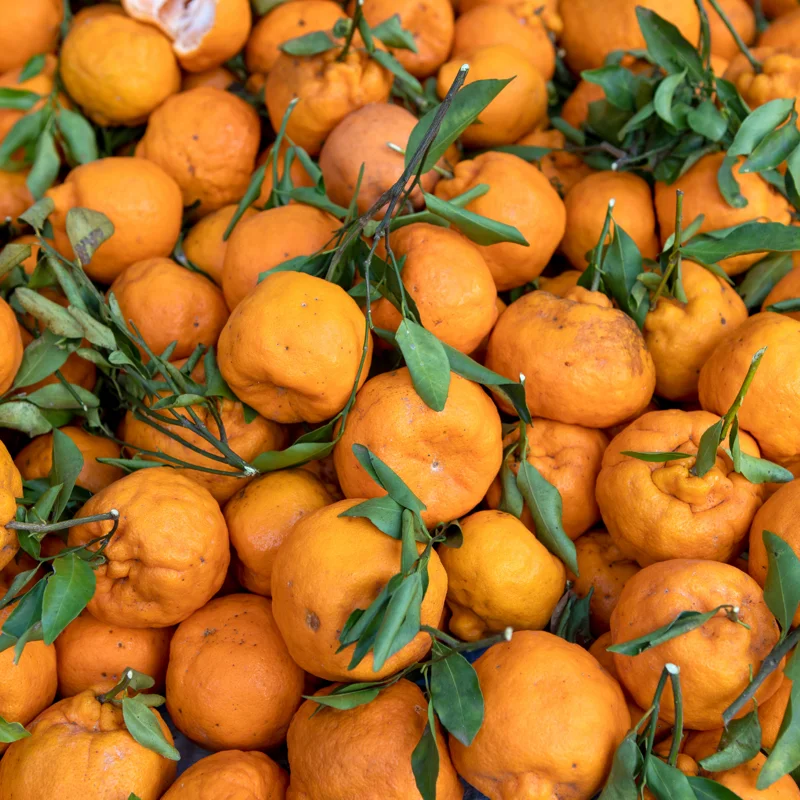 Mandarin Tree Plant Live, Ponkan Mandarin Tree 3 Feet Height, Live Tangerine Tree, Tangerine Plant No Ship To CA