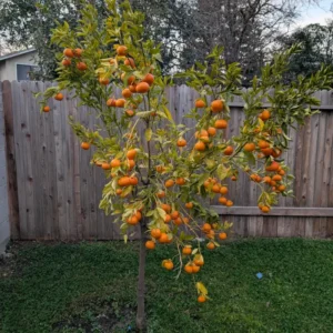 Mandarin Tree Plant Live, Ponkan Mandarin Tree 3 Feet Height, Live Tangerine Tree, Tangerine Plant No Ship To CA