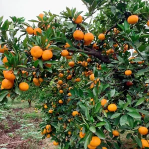 Mandarin Tree Plant Live, Ponkan Mandarin Tree 3 Feet Height, Live Tangerine Tree, Tangerine Plant No Ship To CA