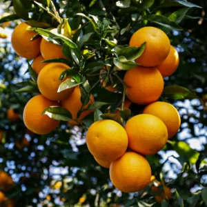 Clementine Mandarin Tree 3 Feet, Mandarin Plant Live, Grafted Mandarin Fruit Tree Live Plant No Ship To CA
