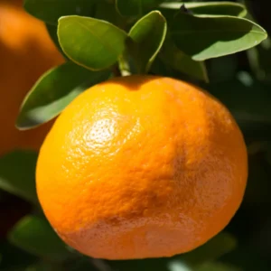 Clementine Mandarin Tree 3 Feet, Mandarin Plant Live, Grafted Mandarin Fruit Tree Live Plant No Ship To CA