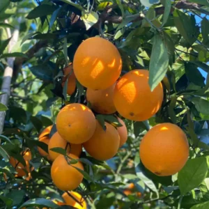 Clementine Mandarin Tree 3 Feet, Mandarin Plant Live, Grafted Mandarin Fruit Tree Live Plant No Ship To CA