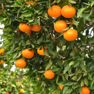 Clementine Mandarin Tree 3 Feet, Mandarin Plant Live, Grafted Mandarin Fruit Tree Live Plant No Ship To CA