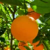 Clementine Mandarin Tree 3 Feet, Mandarin Plant Live, Grafted Mandarin Fruit Tree Live Plant No Ship To CA