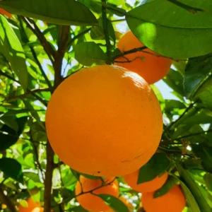 Clementine Mandarin Tree 3 Feet, Mandarin Plant Live, Grafted Mandarin Fruit Tree Live Plant No Ship To CA