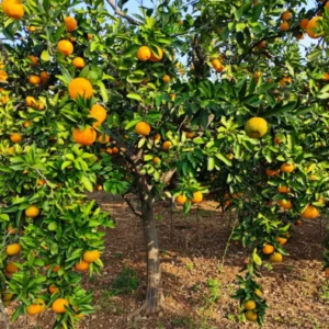 Clementine Mandarin Tree 3 Feet, Mandarin Plant Live, Grafted Mandarin Fruit Tree Live Plant No Ship To CA