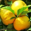 Valencia Orange Plant, Fruit Tree Orange, Live Orange Fruit Tree From 2 To 3 Feet Height In Large Pot No Ship To CA