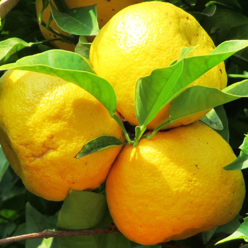 Valencia Orange Plant, Fruit Tree Orange, Live Orange Fruit Tree From 2 To 3 Feet Height In Large Pot No Ship To CA