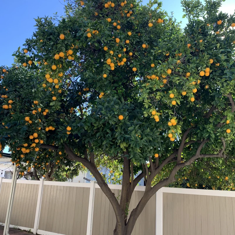 Valencia Orange Plant, Fruit Tree Orange, Live Orange Fruit Tree From 2 To 3 Feet Height In Large Pot No Ship To CA