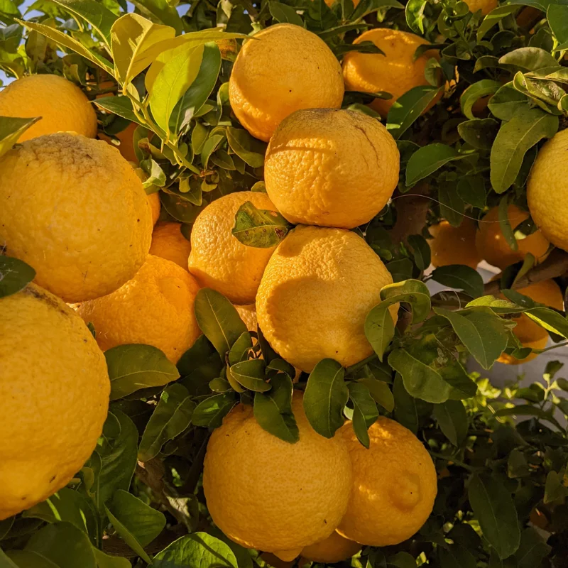 Valencia Orange Plant, Fruit Tree Orange, Live Orange Fruit Tree From 2 To 3 Feet Height In Large Pot No Ship To CA